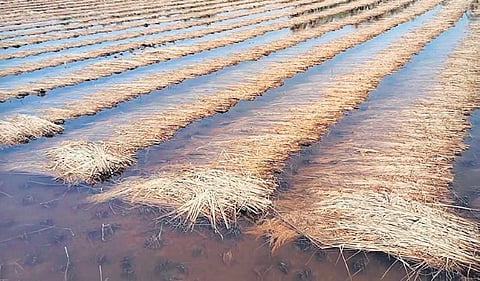 Harvested paddy crop in a waterlogged agriculture field in Jagatsinghpur district