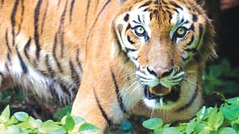 One more tigress found, big cat count reaches 5 in Palamu Tiger Reserve