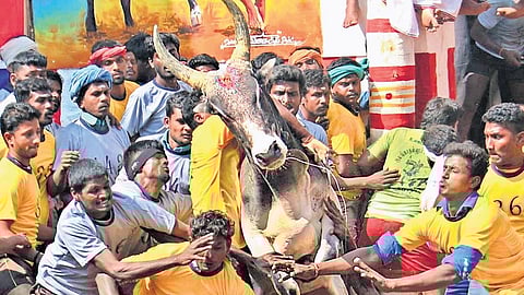 Bull tamers in action during Alanganallur Jallikattu in 2017.