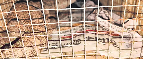 A ball python and Savannah monitor lizard seized by the RPF from a train at SMVT in in Baiyappanahalli recently