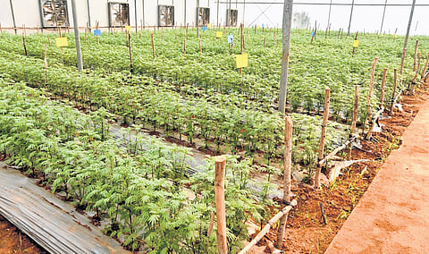 Agricultural scientists conduct studies at the Centre of Excellence for Vegetables and Flowers in Kuppam of Chittoor district.