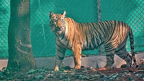 Tigress Zeenat