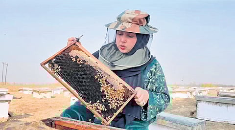 Kashmir’s ‘bee queen’ Saniya Zehra shatters gender barriers in beekeeping