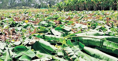 Banana stalks on KY Ganesh Gowda’s land at Kotekanahalli in Kolar district