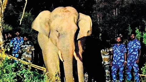 The jumbo after sedation