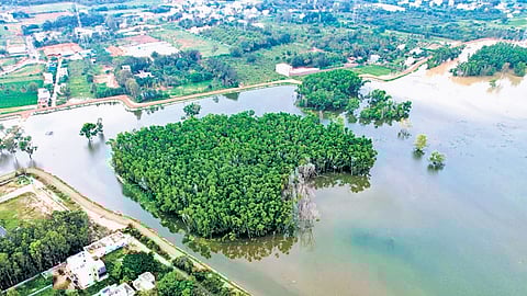 The rejuvenated Doddagubbi Lake in the Mahadevapura zone