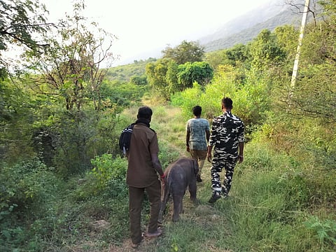 Calf is being taken inside the forest as part of reuniting with the herd