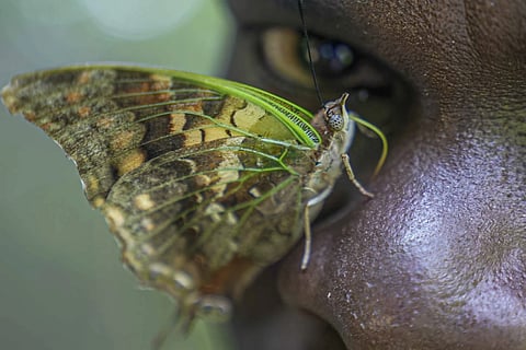 A butterfly rests on the nose of assistant butterfly collector Edgar Emojong at the African Butterfly Research Institute (ABRI) in Nairobi, Kenya, Monday, Dec 9, 2024.