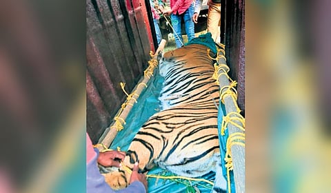 The three year-old Zeenat was tranquilised by an expert team of Odisha and West Bengal forest departments