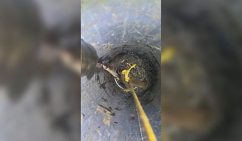 The cobra that fell into the borewell at Konandur in Thirthahalli taluk recently