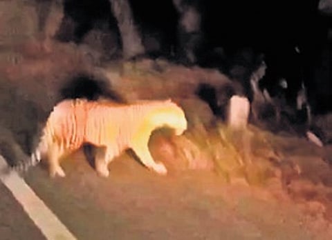 Leopard spotted in Telangana's Dilawarpur, video goes viral