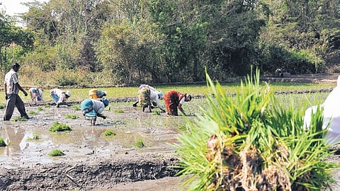 The state’s agricultural economy has shown significant suppleness over the years.