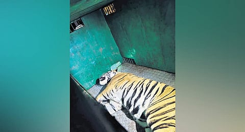 A picture of the tiger which moved between Kagaznagar forest division and Chandrapur district lies unconscious after being tranquilised