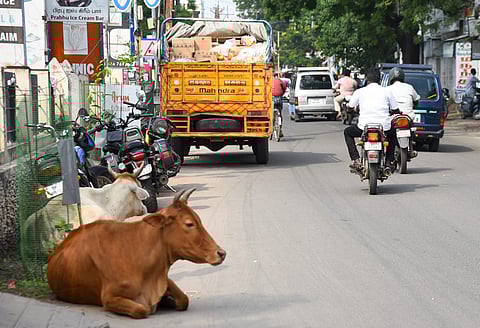 Cattle occupying a portion of Salai Road in Tiruchy on Wednesday