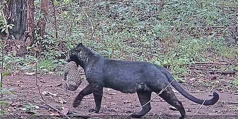 The melanistic leopard carries her cub in the forest somewhere in central Odisha