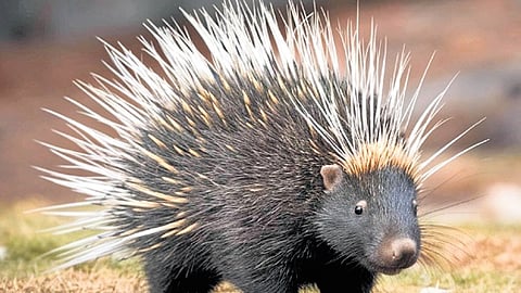Porcupine