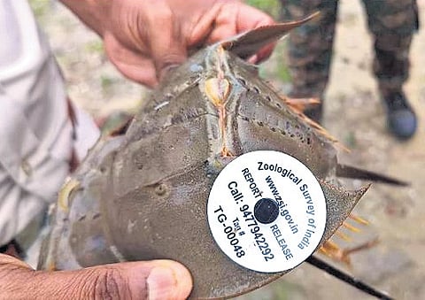 Tagged last year, four horseshoe crabs traced to Odisha's Balasore beach