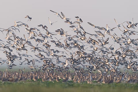 National Bird Festival, Chilika is timed to revel in the glory of 10 lakhs winged visitors of 200 species at Mangalajodi during the winters in Odisha.