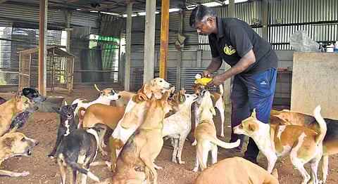 Ganesan Somasundaram feeding rescued stray animals
