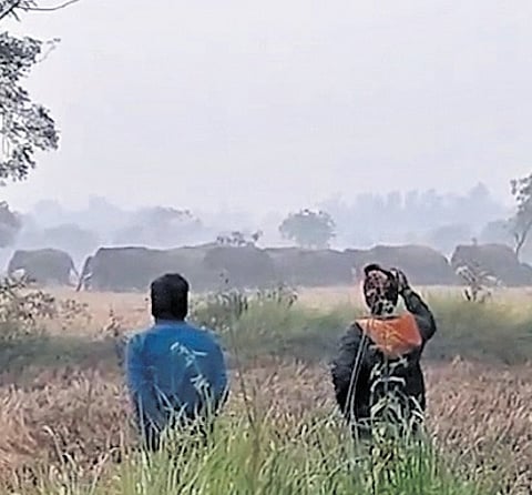 Elephant herd moving in Damodarpur village.