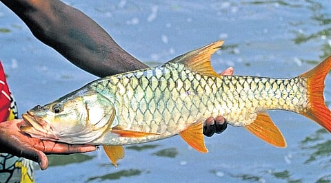 A telemetric device fitted on a Hump-Backed (HBM)