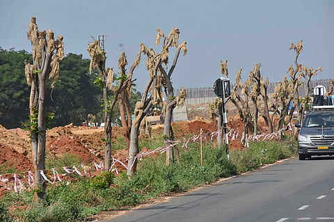 Over 150 trees were uprooted on the NH In the last two weeks, efforts were on to replant them. (Representational image)