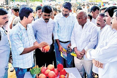 Adivasi engineer pioneers ‘heavenly fruit’ cultivation in Andhra Pradesh