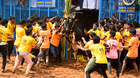 Bull tamers try to tame the bull at the first Jallikattu event of the season at Thatchankurichi near Gandharvakottai in January 2025.