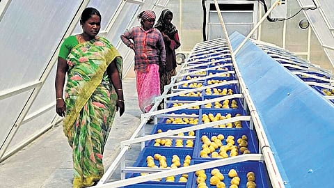 A woman farmer’s journey from adversity to prosperity