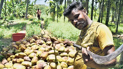 Traders say coconut price has hit an all-time high because of drop in yield due to various factors