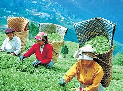 Cancel licence if a tea garden closed for 3 months: Didi