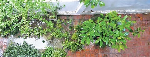 Garden in Anita Tikoo's home in New Delhi