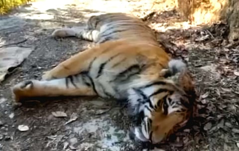 A tiger's lifeless body was found just 7 kilometres from the Champawat district headquarters, in the jungle near Hathiya Naula.