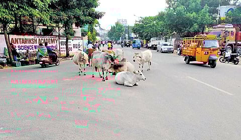 Cows blocking a road at Congress office Chowk in Berhampur