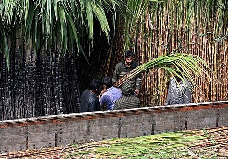 Sugarcane sales in Bengaluru soared ahead of Makar Sankranti earlier this year