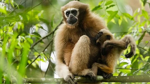 A gibbon observes its surroundings in the eco-sensitive zone of Hollongapar Gibbon Wildlife Sanctuary, Assam.