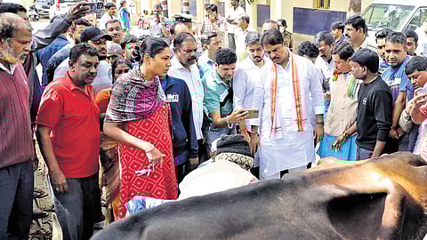 Leader of Opposition in Assembly R Ashoka visits the spot where miscreants inflicted injuries on the udders of three cows in Cottonpet in Bengaluru on Sunday.