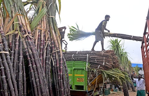 Arrival of sugarcane for sale ahead of Pongal festival at Koyambedu market on Sunday.