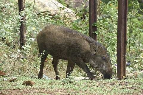 Wild boar enters at human habitation at Balaraliyar in Coimbatore sidtrict. .