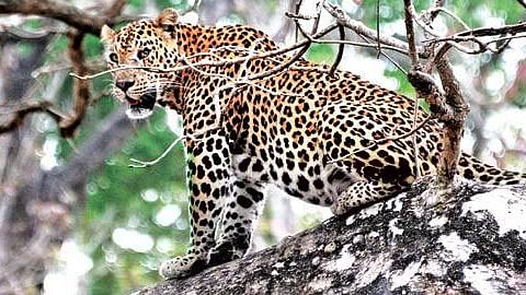 Image of a leopard used for representational purpose.