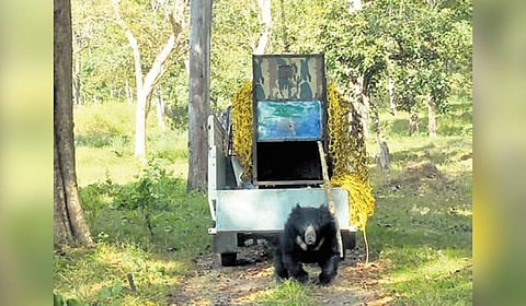 Sloth bear relocated to the Mudumalai Tiger Reserve (MTR) on Sunday morning.