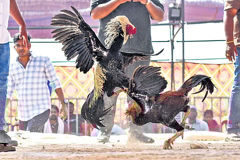 A rooster fight being organised near Ramavarappadu in Vijayawada as part of Sankranti festivities on Monday