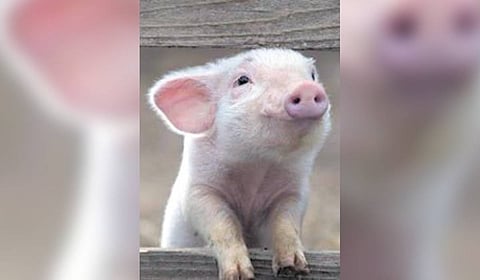 Tussle between Kerala, TN leads to arrests and increased checks