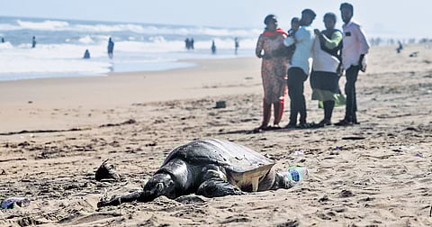 As many as eight Olive Ridley turtles had beached on a 300-metre stretch on the shores of Injambakkam in Chennai on Wednesday afternoon