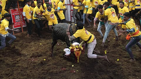 Being the first Jallikattu event in Madurai, the Avaniyapuram Jallikattu was hosted on Tuesday. Over 1100 bulls and 900 baiters took part in the event.