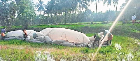 A hot air balloon flown from the 10th edition of the hot air balloon festival in Pollachi lands in Kerala fields