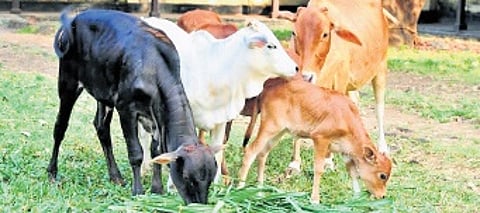 Thanks to the relentless efforts, the population of Vechur cows has now surpassed 25,000 in Kerala.