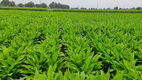 Turmeric field