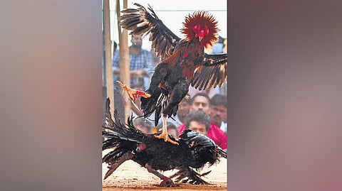 Rooster fights