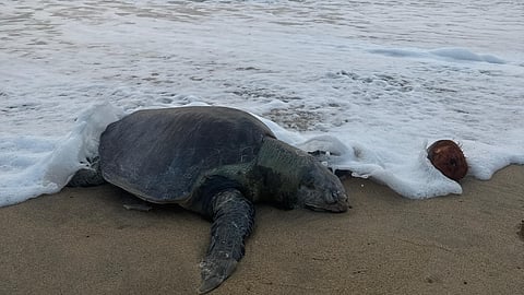 NGT) has taken suo motu cognisance of the unusual deaths of Olive Ridley turtles along Chennai's beaches.